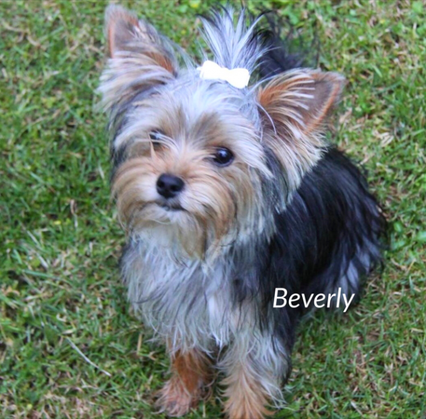 Yorkshire Terrier Beverly