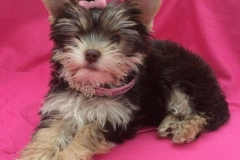 Yorkshire Terrier Chocolate Casiopaia