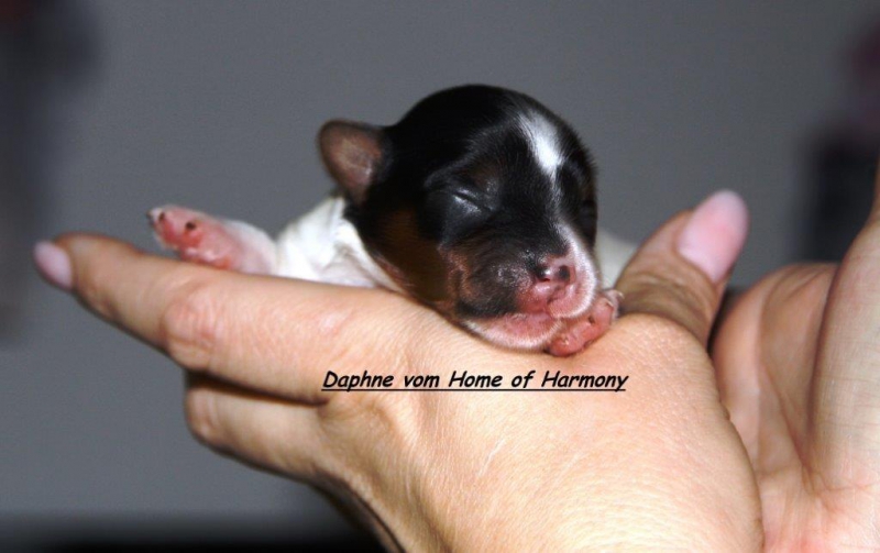 Biewer Yorkshire Terrier Gesicht Daphnevom Home of Harmony
