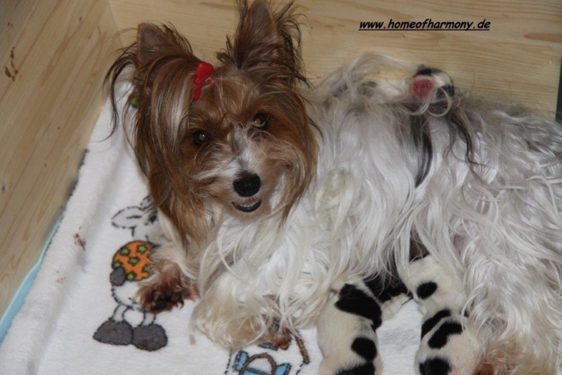 Biewer Yorkshire Terrier Mama mit Dle vom Home of Harmony