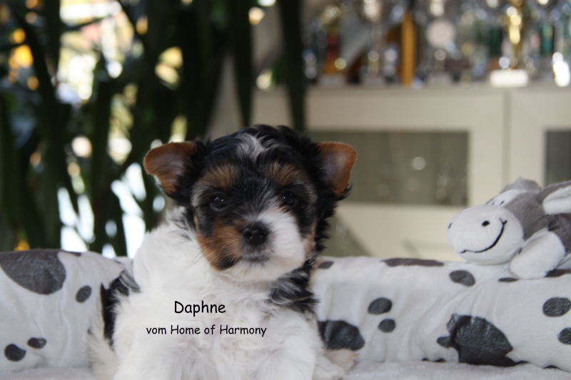 Daphne Home of Harmony Biewer Yorkshire