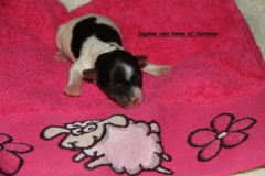 Biewer Yorkshire Terrier Daphne vom Home of Harmony