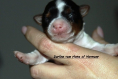 Biewer Yorkshire Terrier Darline vom Home of Harmony Gesicht