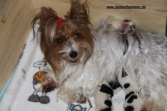 Biewer Yorkshire Terrier Mama mit Dle vom Home of Harmony