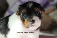 kleine Daphne vom HOme of Harmony Biewer Yorkshire Terrier