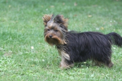 HomeofHarmomy_black_and_tan_Yorksire Terrier_Lea12