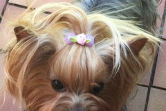 HomeofHarmomy_Blue_and_tan_ Yorkshire Terrier_Lili1